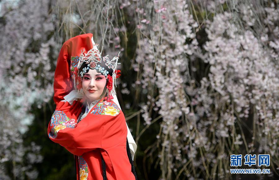 （请发频道）2018西安雁塔国际樱花节启动