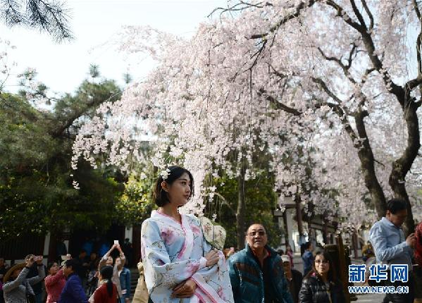 （请发频道）2018西安雁塔国际樱花节启动